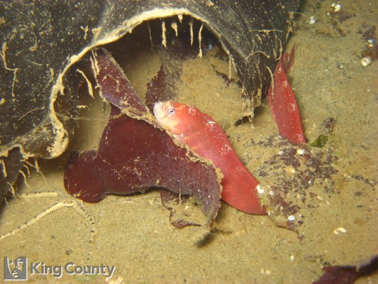 Photo of Pholis laeta